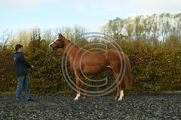 Mare2_Selwood_PN22_55133