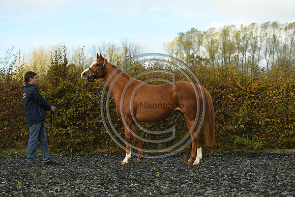 Mare2_Selwood_PN22_55135