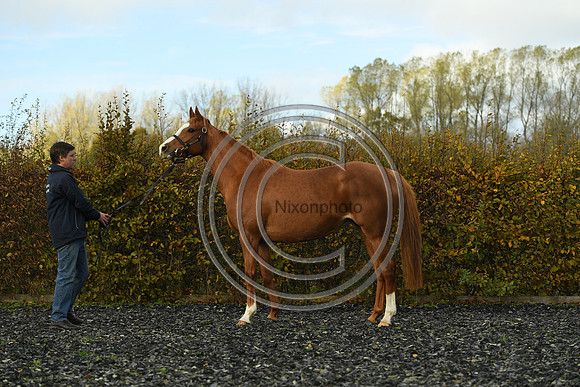 Mare2_Selwood_PN22_55136
