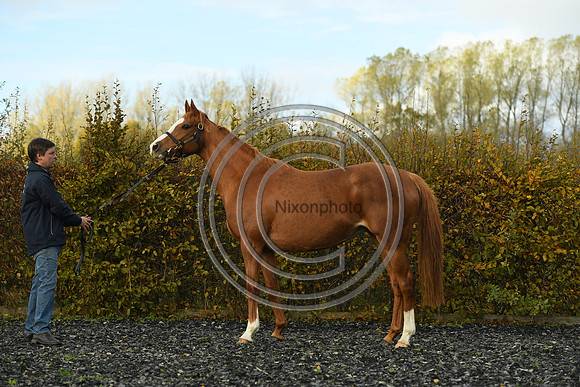 Mare2_Selwood_PN22_55137