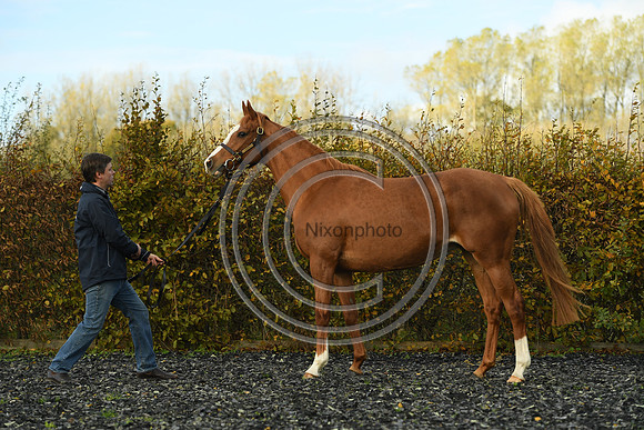 Mare2_Selwood_PN22_55139
