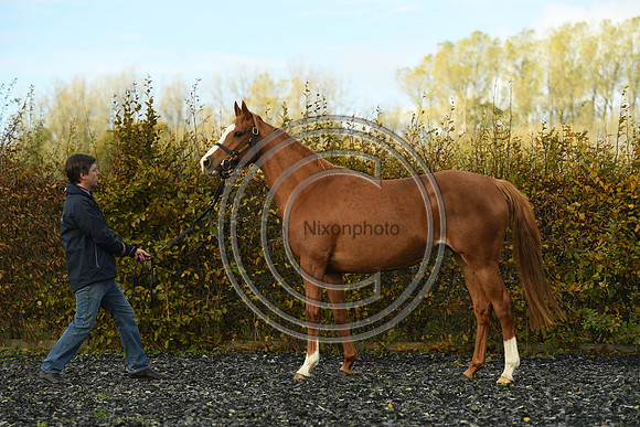 Mare2_Selwood_PN22_55140