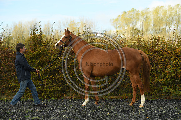 Mare2_Selwood_PN22_55141