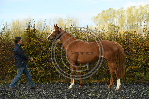 Mare2_Selwood_PN22_55142
