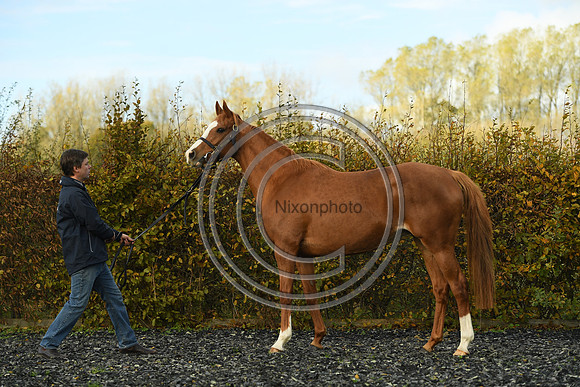 Mare2_Selwood_PN22_55143