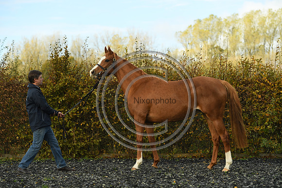 Mare2_Selwood_PN22_55144