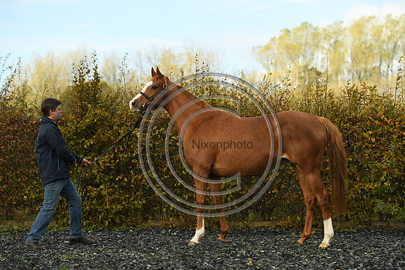 Mare2_Selwood_PN22_55145