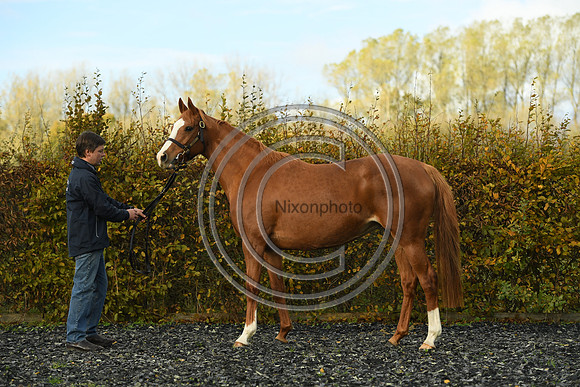Mare2_Selwood_PN22_55147