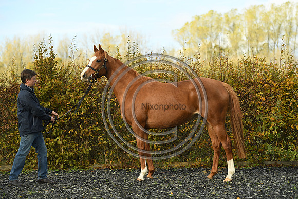 Mare2_Selwood_PN22_55150