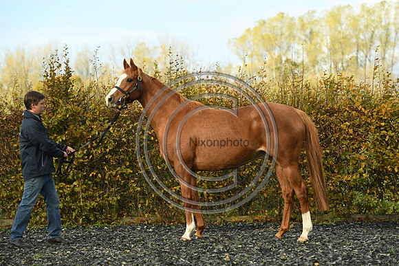 Mare2_Selwood_PN22_55151