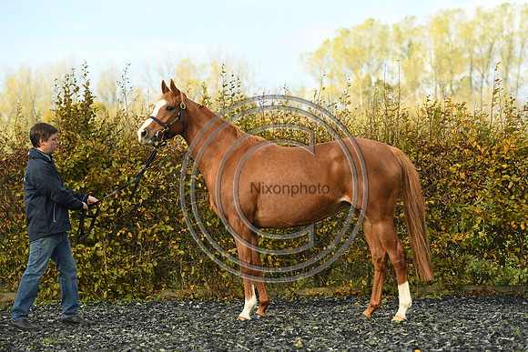 Mare2_Selwood_PN22_55152