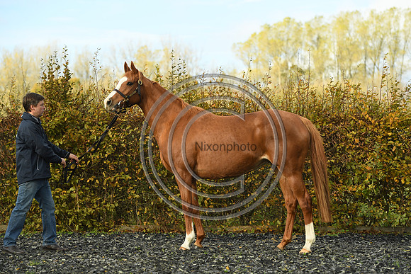 Mare2_Selwood_PN22_55153