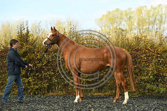 Mare2_Selwood_PN22_55154