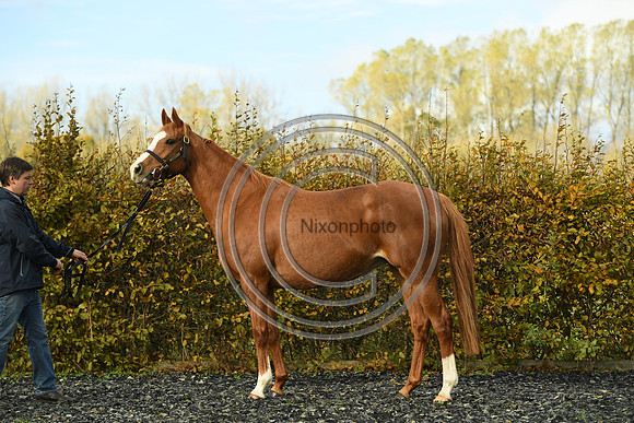 Mare2_Selwood_PN22_55155