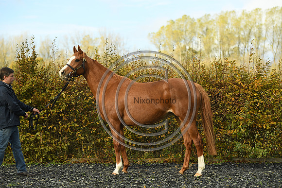 Mare2_Selwood_PN22_55157