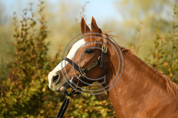 Mare2_Selwood_PN22_55171