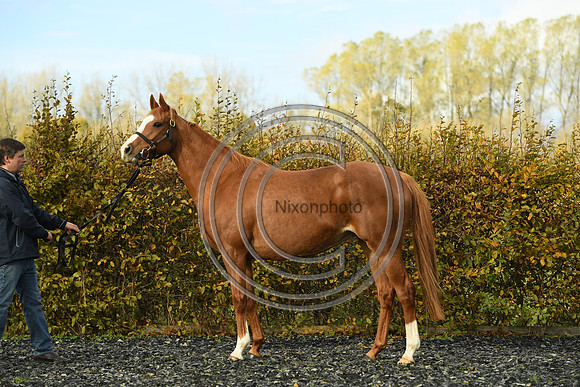 Mare2_Selwood_PN22_55158