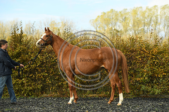Mare2_Selwood_PN22_55159