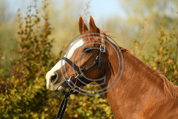 Mare2_Selwood_PN22_55173