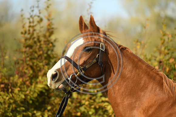 Mare2_Selwood_PN22_55174
