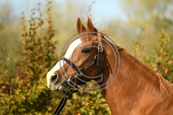 Mare2_Selwood_PN22_55175