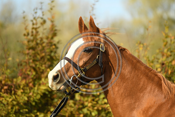 Mare2_Selwood_PN22_55176