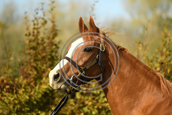 Mare2_Selwood_PN22_55177