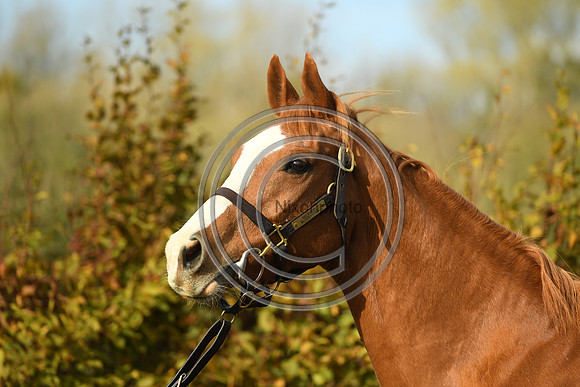 Mare2_Selwood_PN22_55178