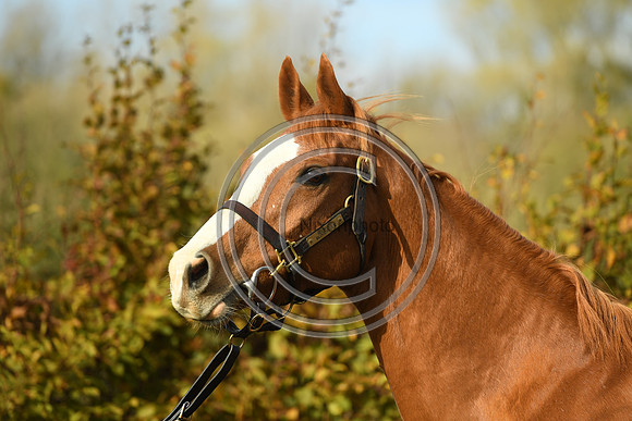 Mare2_Selwood_PN22_55179