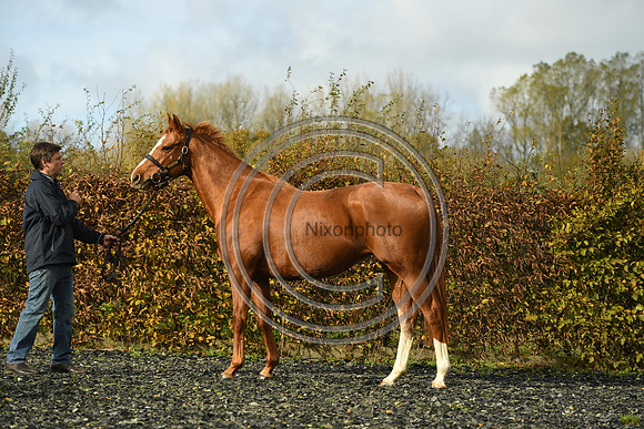 Mare3_Selwood_PN22_55183