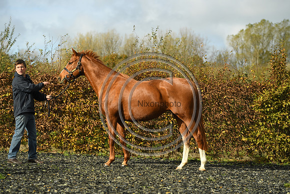 Mare3_Selwood_PN22_55188