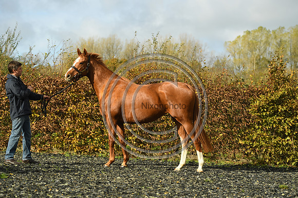 Mare3_Selwood_PN22_55189