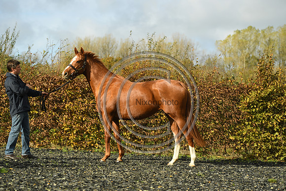 Mare3_Selwood_PN22_55190