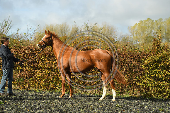 Mare3_Selwood_PN22_55198