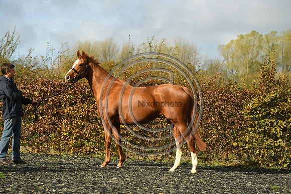 Mare3_Selwood_PN22_55199