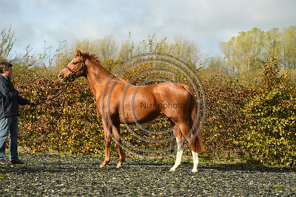Mare3_Selwood_PN22_55200