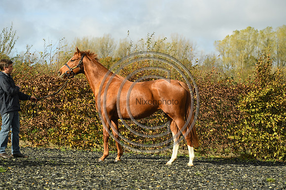 Mare3_Selwood_PN22_55202
