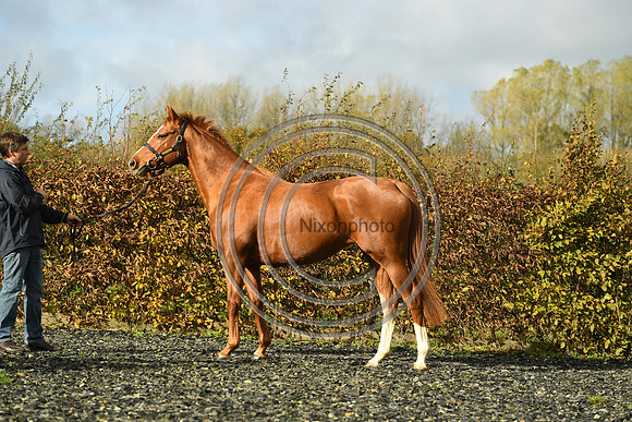 Mare3_Selwood_PN22_55201