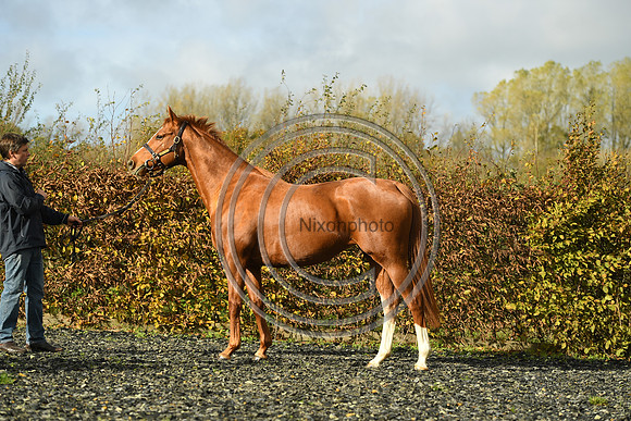 Mare3_Selwood_PN22_55203
