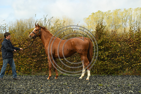 Mare3_Selwood_PN22_55207