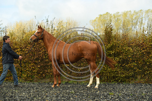 Mare3_Selwood_PN22_55209