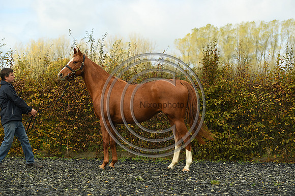 Mare3_Selwood_PN22_55211