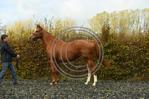 Mare3_Selwood_PN22_55210