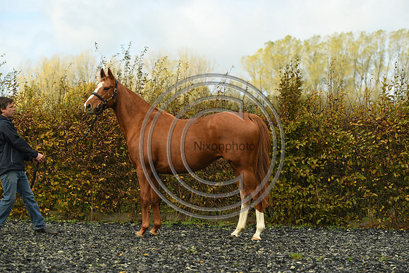Mare3_Selwood_PN22_55212