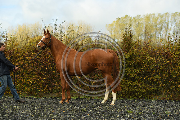 Mare3_Selwood_PN22_55213