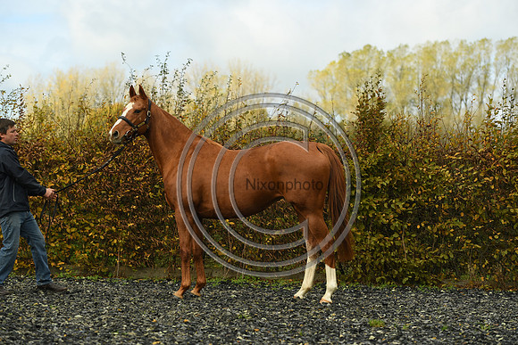 Mare3_Selwood_PN22_55214