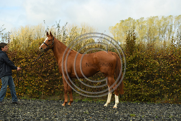 Mare3_Selwood_PN22_55216