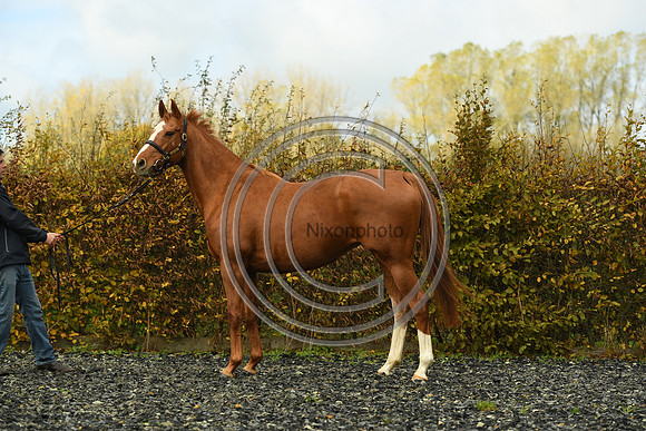 Mare3_Selwood_PN22_55217