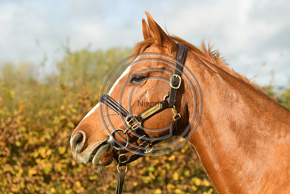 Mare3_Selwood_PN22_55221