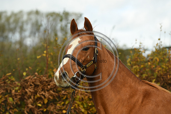 Mare3_Selwood_PN22_55223